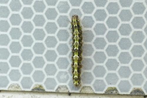 Eilema depressa